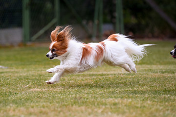 Zwei kleine Papillons Hunde