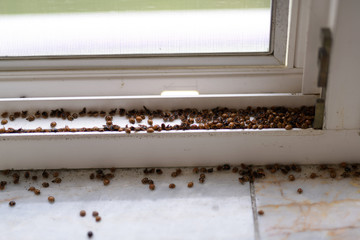 Obraz premium invasion ladybugs on window