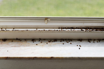 invasion ladybugs on window