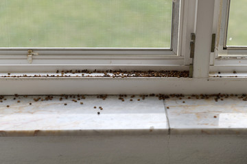 invasion ladybugs on window