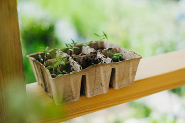 Sown tomatoes in cardboard peas with peat content.