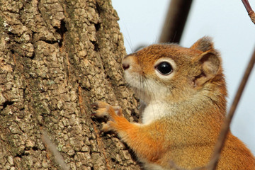 Baby Red Squirrel Close Up