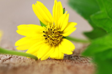 The Beautiful Yellow Flowers