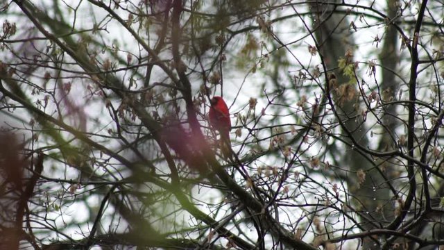 Red Cardinal bird perching on a branch of an Oak tree in the rain.