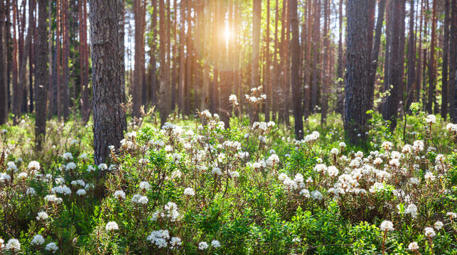 Rhododendron groenlandicum or Ledum palustre in spring forest