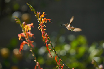 Hummingbird Green and Reddish Brown flying and feeding on Lucifer flowers.  Different wing positions and body positions.  Looking Camera Right and Left.