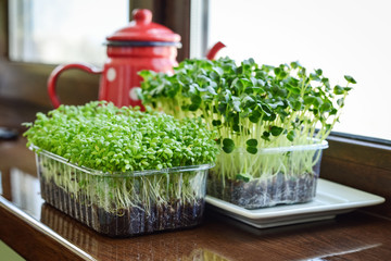 Microgreen of garden cress and daikon radish