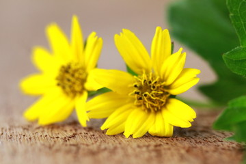 The Beautiful Yellow Flowers