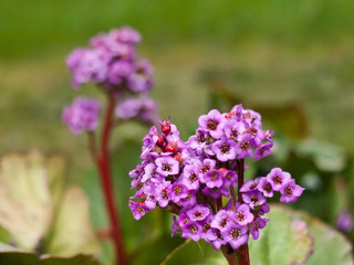  Close-up of a Bergen flower in the garden during flowering