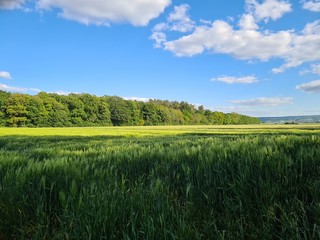 green grass and blue sky