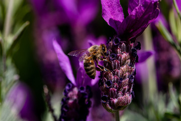 Biene an Lavendelblüte, Blume, sammelt Nektar