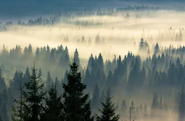 Photo sur Plexiglas Forêt dans le brouillard glowing fog in the valley at sunrise. mysterious nature phenomenon above the coniferous forest. spruce trees in mist. beautiful nature scenery