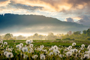 field of dandelion in morning light. beautiful nature scenery with fluffy flowers on the meadow in spring. picturesque countryside environment with distant mountains in fog
