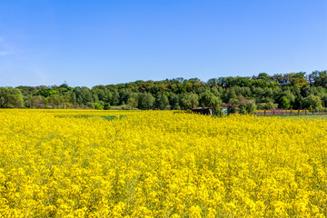 Blühendes Rapsfeld im Frühling an einem Tag mit blauem Himmel 