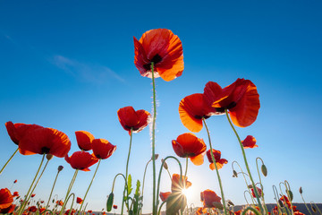 Obraz premium red poppy on the blue sky background