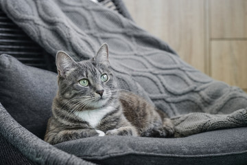 Grey tabby cat laing on armchair