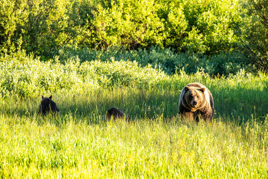 A large bear near the side of the road in a grassy field near the Grand Tetons.