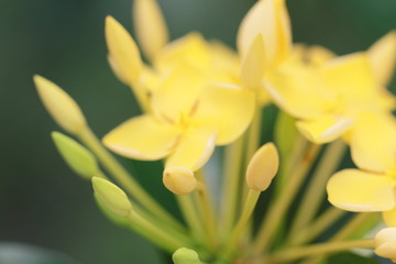 Fototapeta na wymiar The Beautiful Yellow Flowers