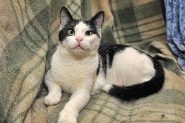 black and white shorthair cat