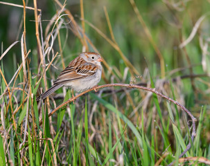 Field Sparrow Perched in Field in Spring
