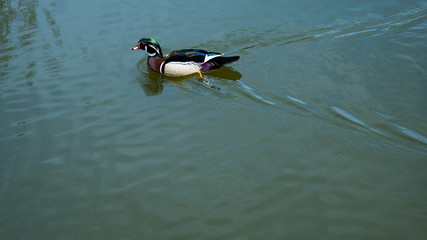Floating wild ducks in the pond in Świerklaniec Park. Ready for entry