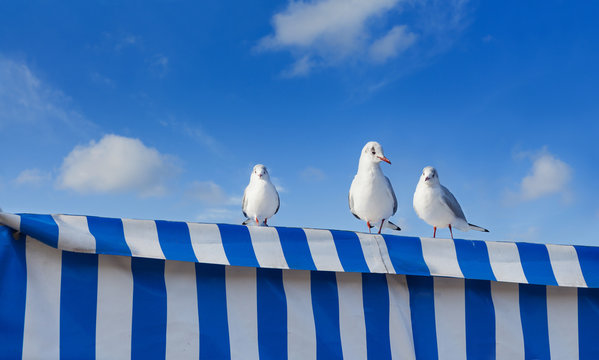 Moin northern Germany Three seagulls linger in front of a blue sky on a blue and white striped tarpaulin. Coast nature Maritime recreation Holiday animals bird