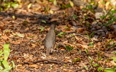 Bird.  The American robin (Turdus migratorius) on a natural trail. American robin is a migratory songbird. 