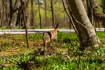 White tailed deer in state forest