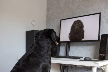Video chat with dogs.