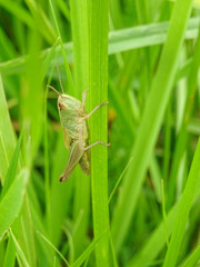 Criquet vert sur herbe