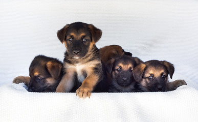 Cachorro de perro Pastor Alemán