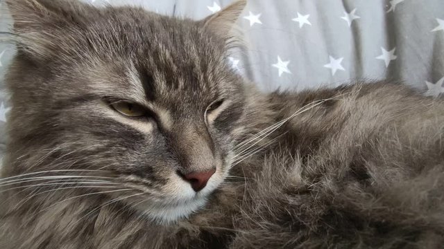 Beautiful adult grey cat laying on grey plaid close up,domestic furry cat resting during lockdown 