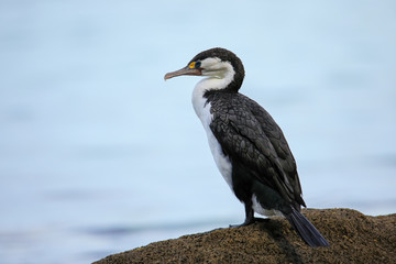 Little pied cormorant (Microcarbo melanoleucos) sitting on a rock