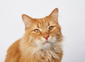 Fototapeta na wymiar portrait of an adult ginger cat on a white background
