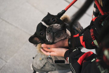cachorro buldog frances de paseo con su dueño acariciandolo