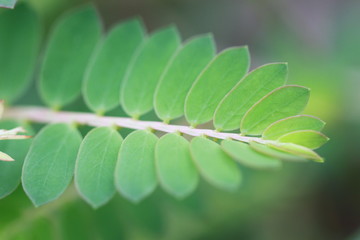 The texture and fresh leaf