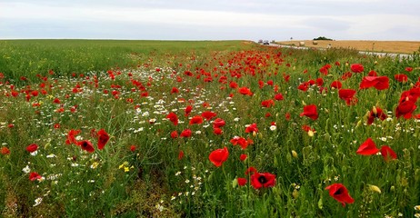 field of poppies