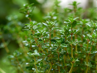 bush of growing thyme with green leaves in the garden