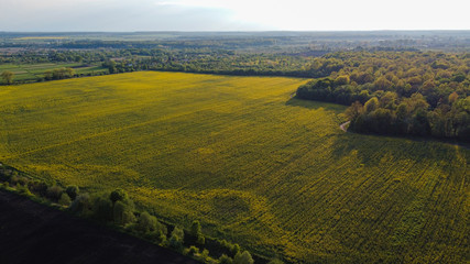 Aerial view on yellow rapeseed fields