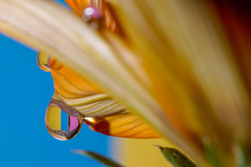krople wody na płatkach i liściach kwiatów kolorowe makro