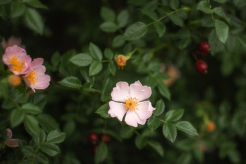 The wild rose Bush blooms in the spring. Bright beautiful rosehip flowers in a delicate pink color of pastel tones. Rosehip flowers close-up, Soft focus. Rosehip is brewed in tea.