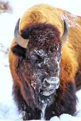 Portrait of a male bison with snow on its head during winter, Yellowstone National Park, Wyoming © donyanedomam