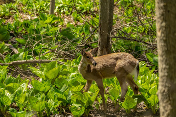 White tailed deer  grazing in a wetland overgrown with skunk cabbage. Natural scene from USA