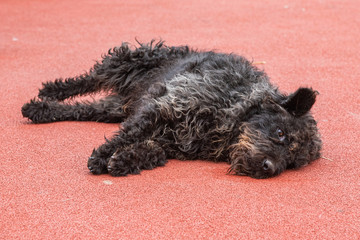 Beautiful homeless black dog in public park