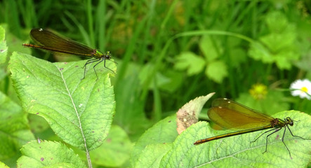 Deux libellules  © CenedraBarak