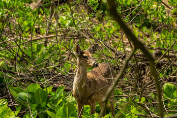 White tailed deer  grazing in a wetland overgrown with skunk cabbage. Natural scene from USA