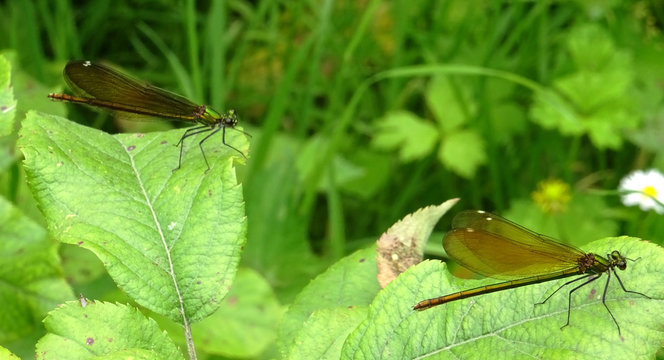 Deux libellules 