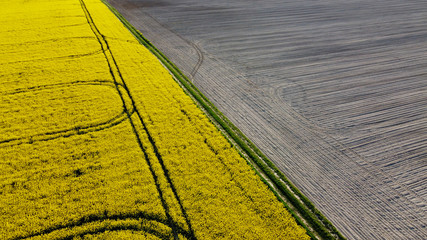 Aerial view on yellow rapeseed fields