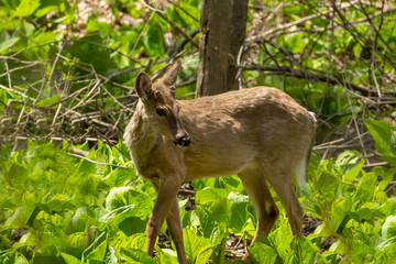 White tailed deer  grazing in a wetland overgrown with skunk cabbage. Natural scene from USA