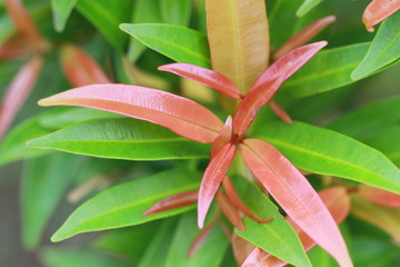 Obraz premium The texture and fresh leaf